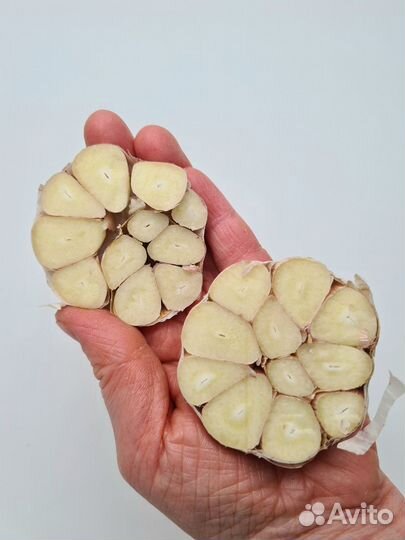 Чеснок яровой оптом