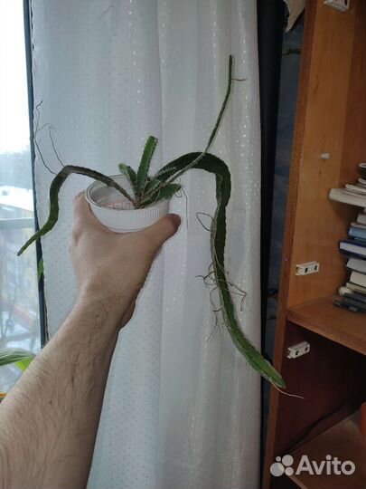 Питахайя (питайя, гилоцереус волнистый) - рассада