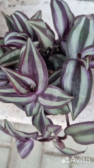 Традесканция зебрина