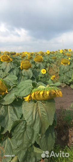 Семечки, ячмень, пшеница, овёс