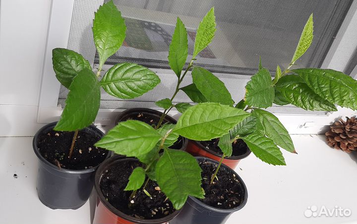 Мушмула саженцы