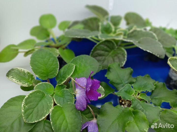 Сортовые фиалки набор