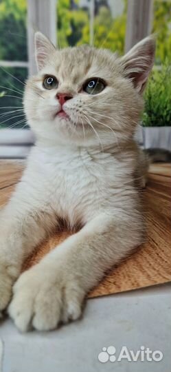 Британский котенок