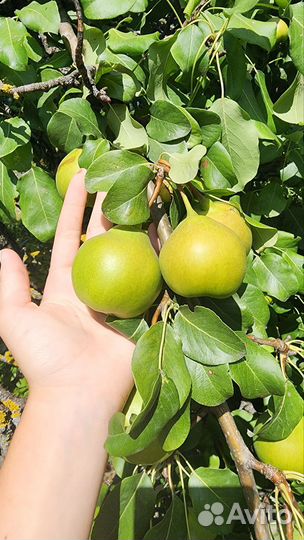 Груша сладкая