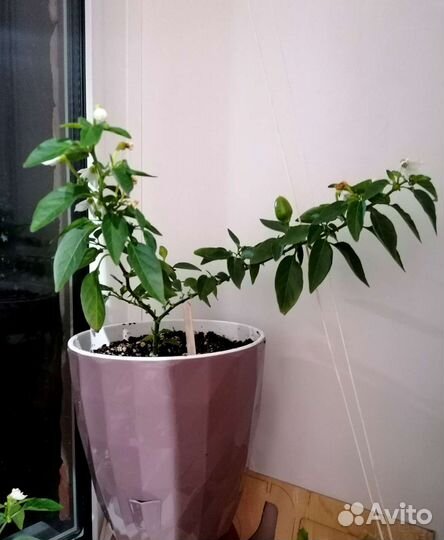 Перец горький домашний Mambo Orange