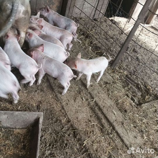 Поросята