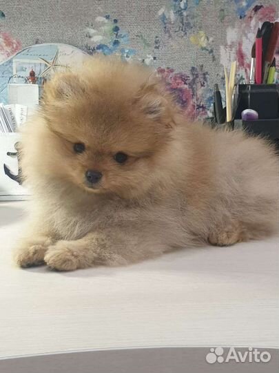 Щенки померанского шпица