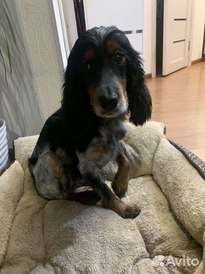 Русский спаниель