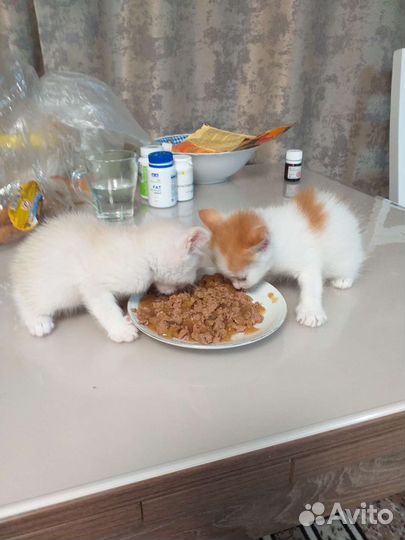 Котята ищут хозяев. Отдам в добрые руки