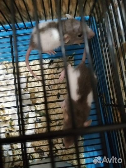 Крыски декоративные Дамбо