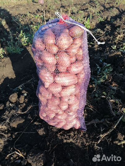 Продам картофель