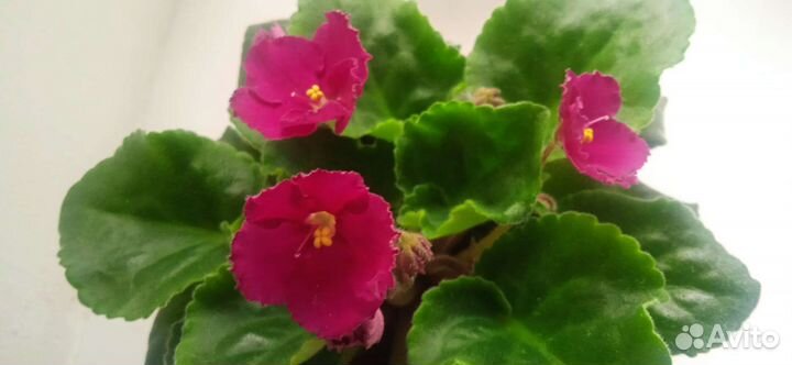 Сенполия (фиалка)