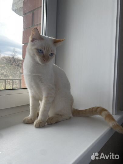 Кота в добрые руки