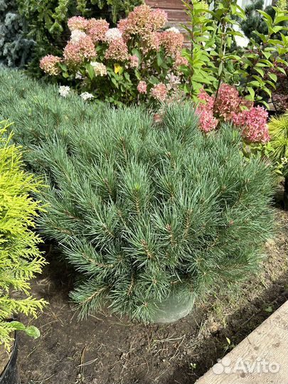 Хвойные растения