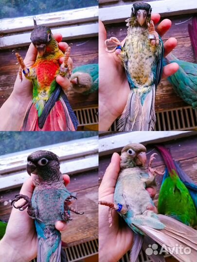 Пиррура попугай выкормыши, принцесса, барабантовый