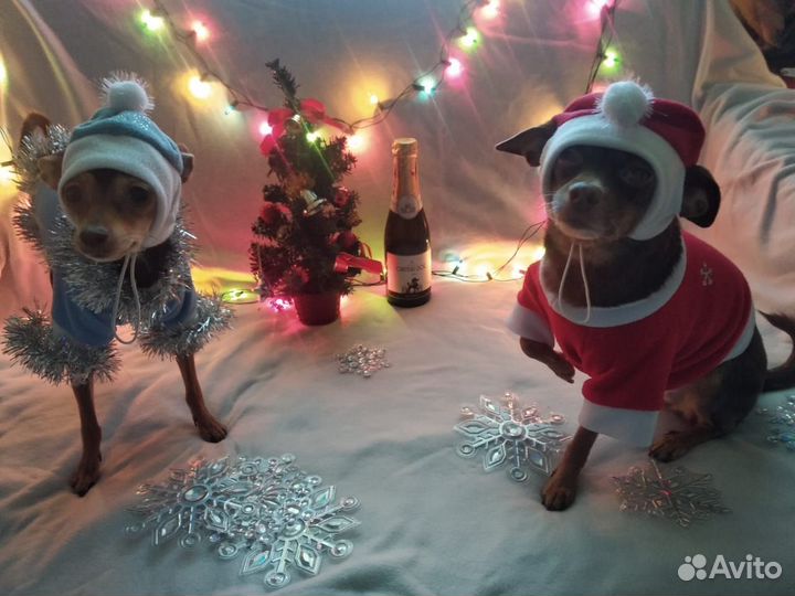 Новогодний костюм для Вашего питомца