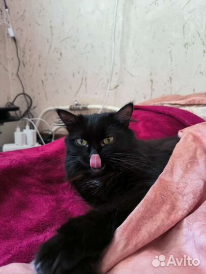 Кошка в дар бесплатно