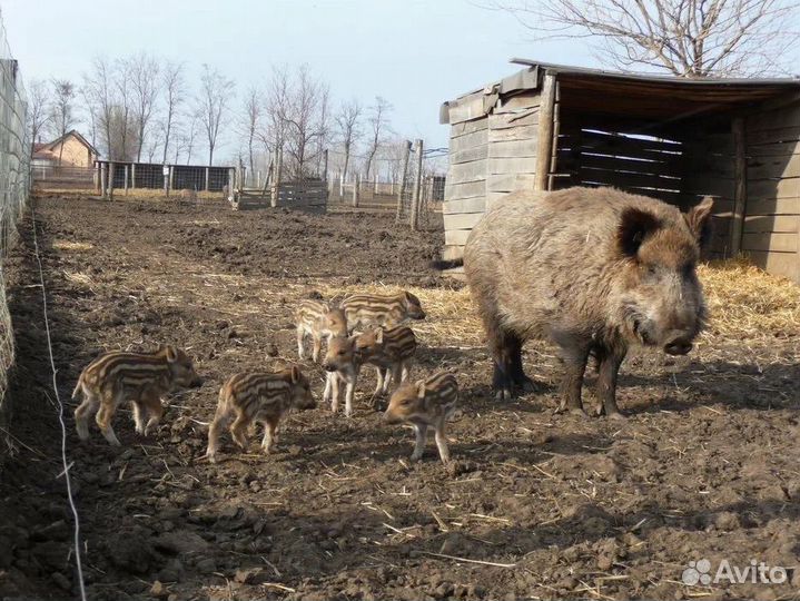 Кабан дикий