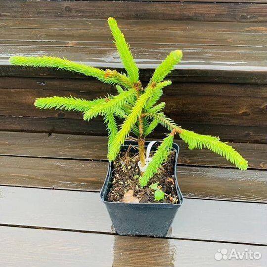 Ель Акрокона Голден