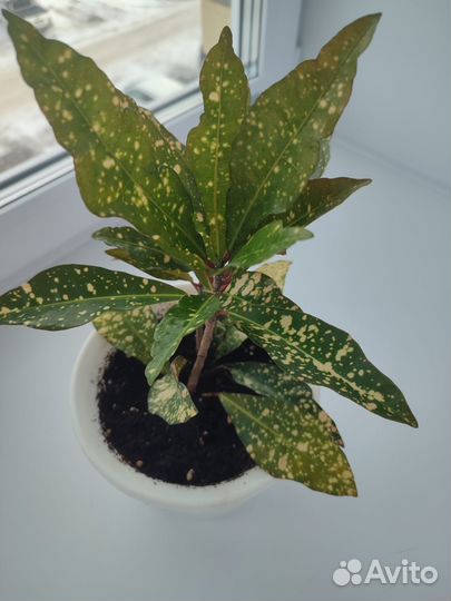 Кодиеум пестрый