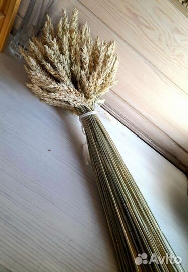 Колоски колосья для декора
