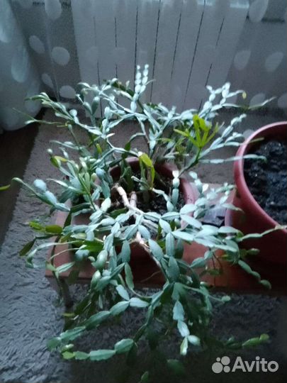 Комнатные цветы