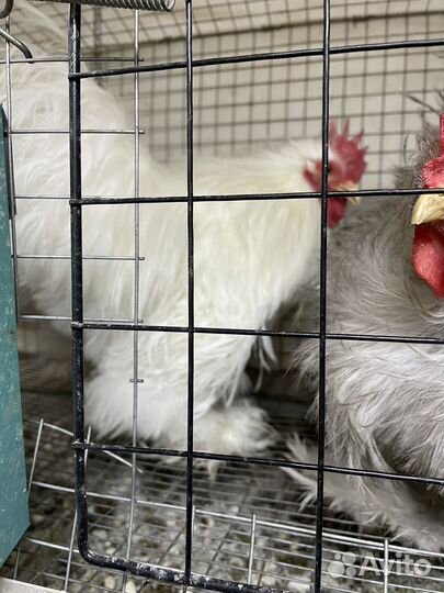 Брама,фавероль,к кохинхин