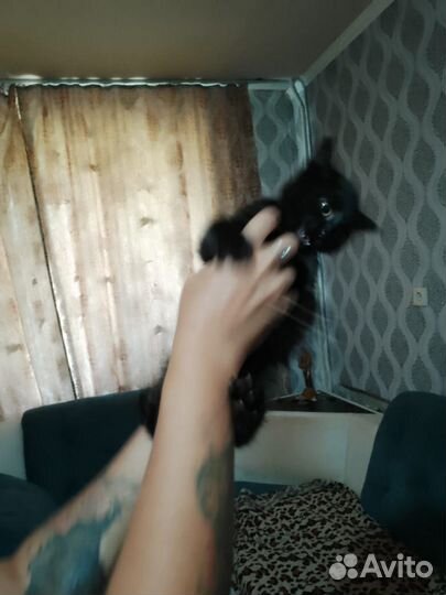 Котенок ищет дом