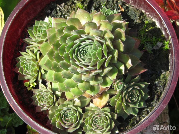 Продам каменную розу и др. почвопокровники