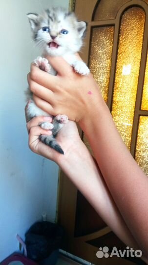 Домашние животные котята