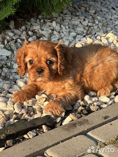 Кавалер спаниель рыжее солнышко