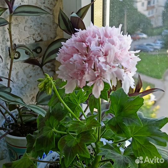 Пеларгония. Белопероне