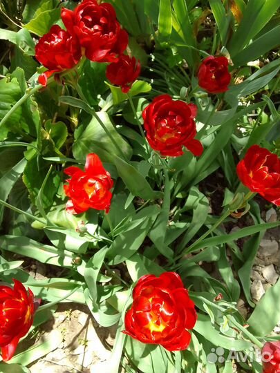 Тюльпаны красные пионовидные махровые срез букет