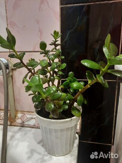 Денежное дерево крассула толстянка