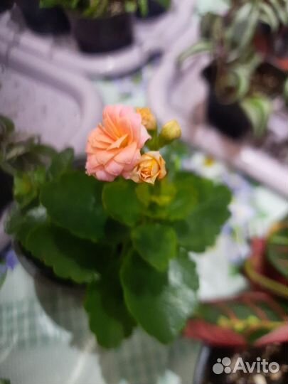 Комнатные цветы: Каланхоэ, Маранта, Алоэ