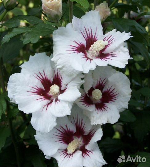 Гибискус древовидный