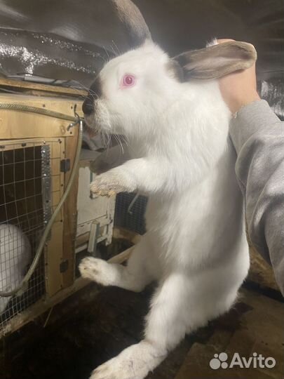 Продам кроликов