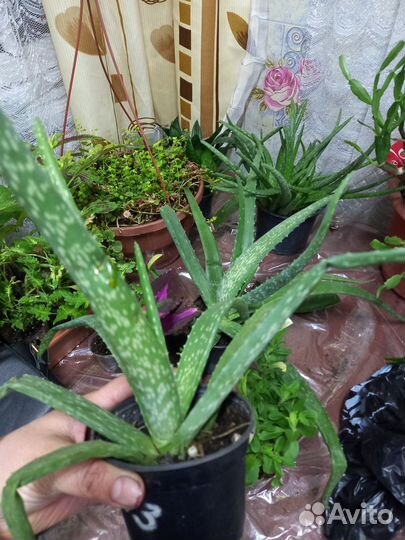 Алоэ лечебный