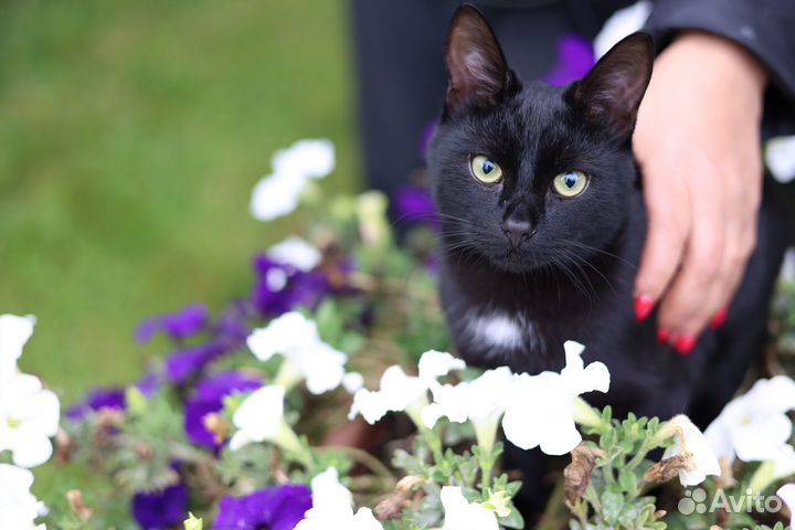 Очень ласковый чёрный котёнок-подросток бронь