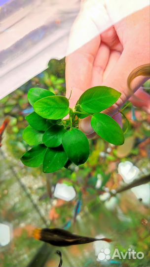 Широколистные буцефаландры,анубиас,лагенандра