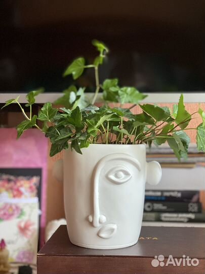 Плющ (хедера) в кашпо