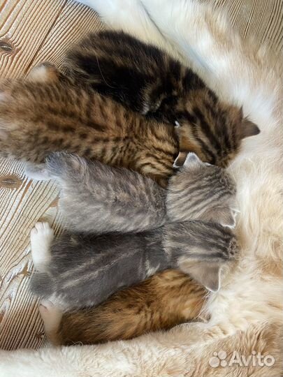 Котята курильского бобтейла