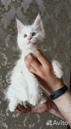 Котята мейн-кун