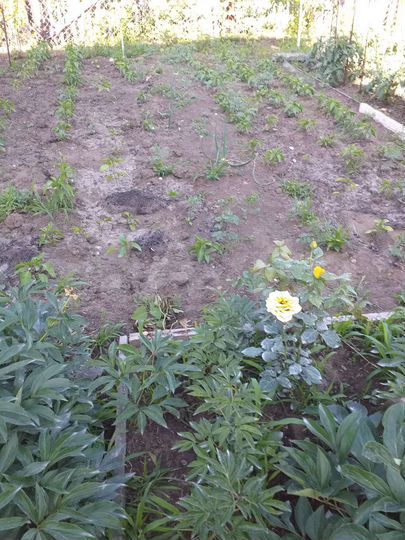 Дача 18 м² на участке 6 сот.