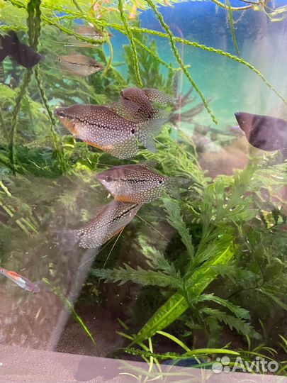 Аквариумные рыбки