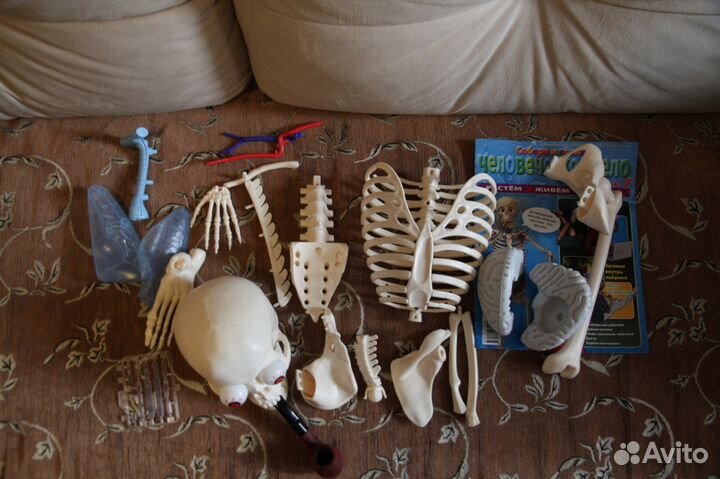 Модель скелета.В коллекцию