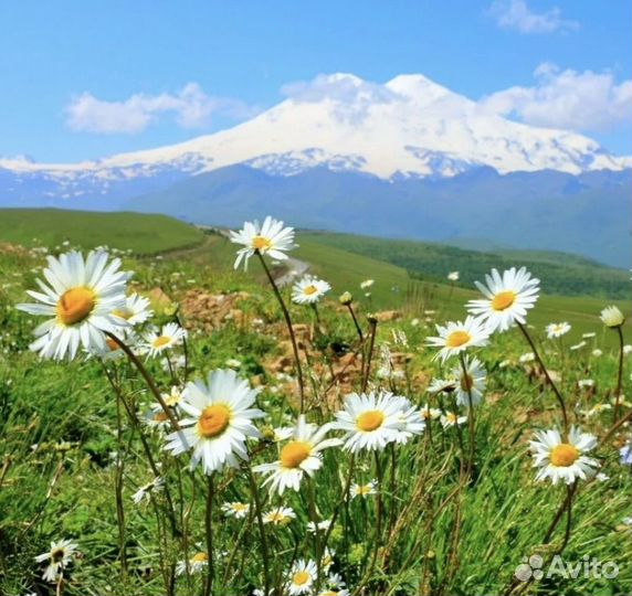 Ромашка аптечная