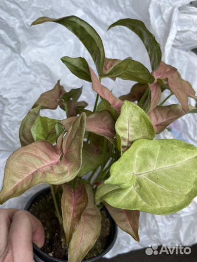 Сингониум неон пинк