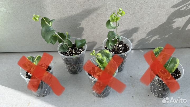 Сортовые фикусы 2