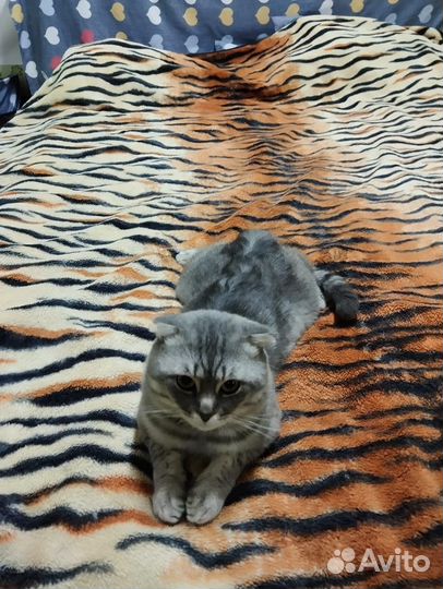 Шотландский вислоухий кот на вязку